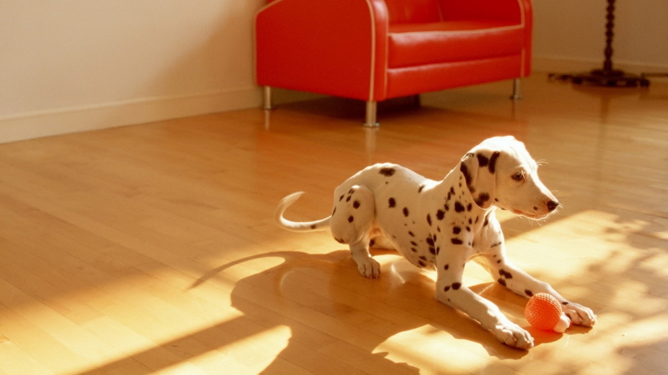 щенок Долматинца