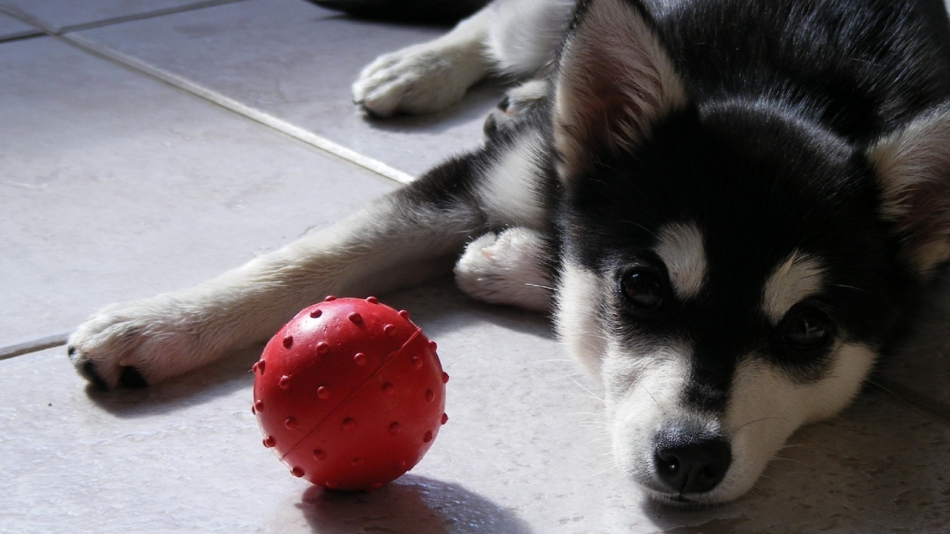 щенок Сибирского Хаски