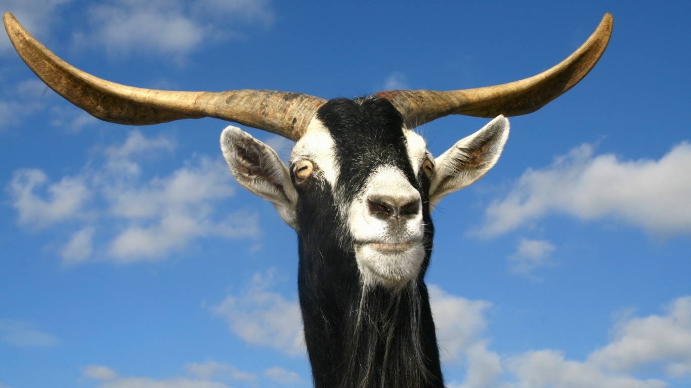 Козел рогатый