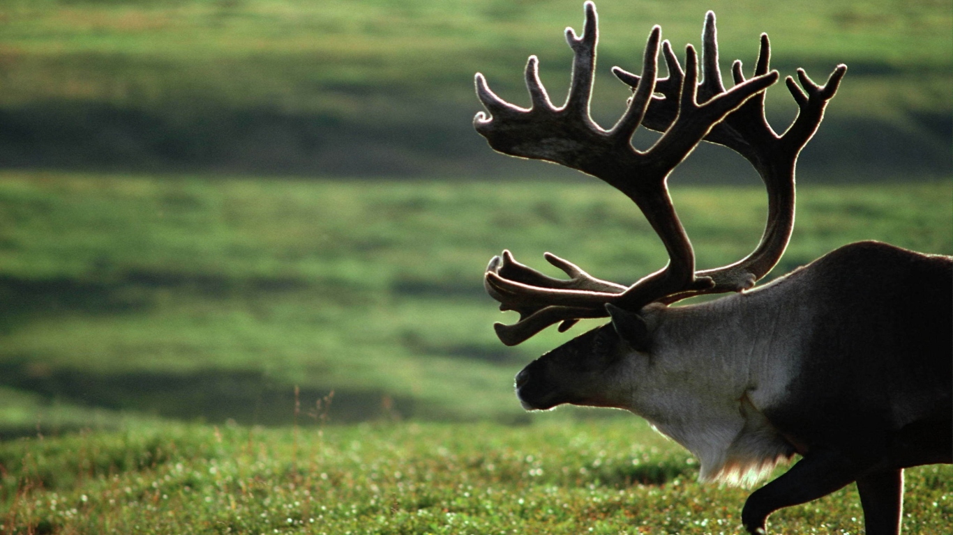 Старый олень