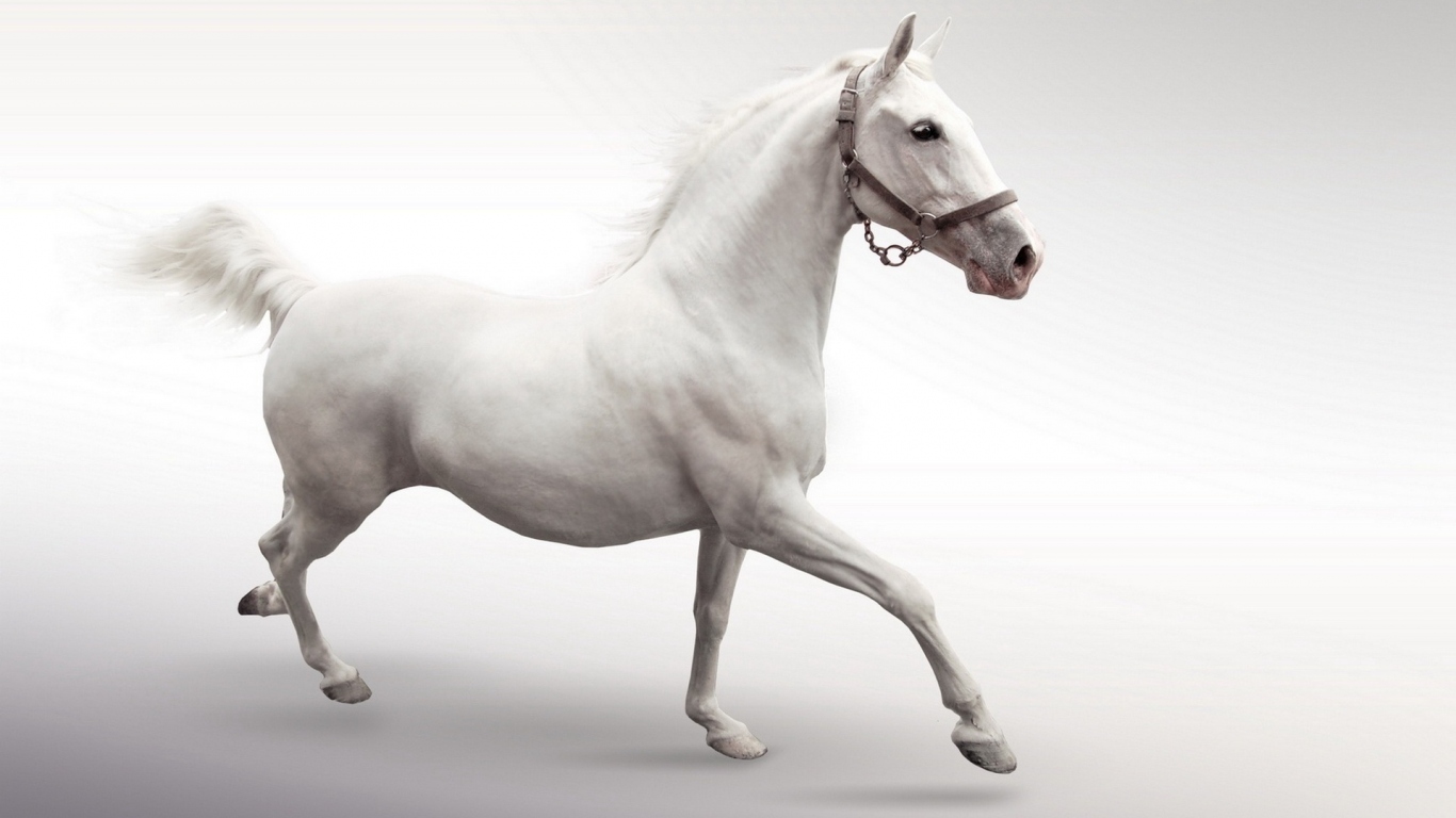 Белый конь