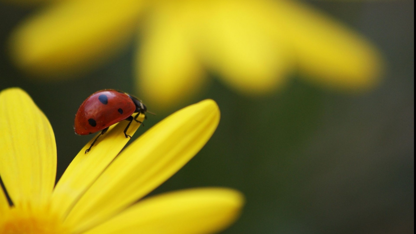 Божья коровка