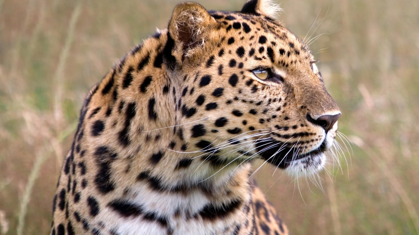 Задумчивый леопард