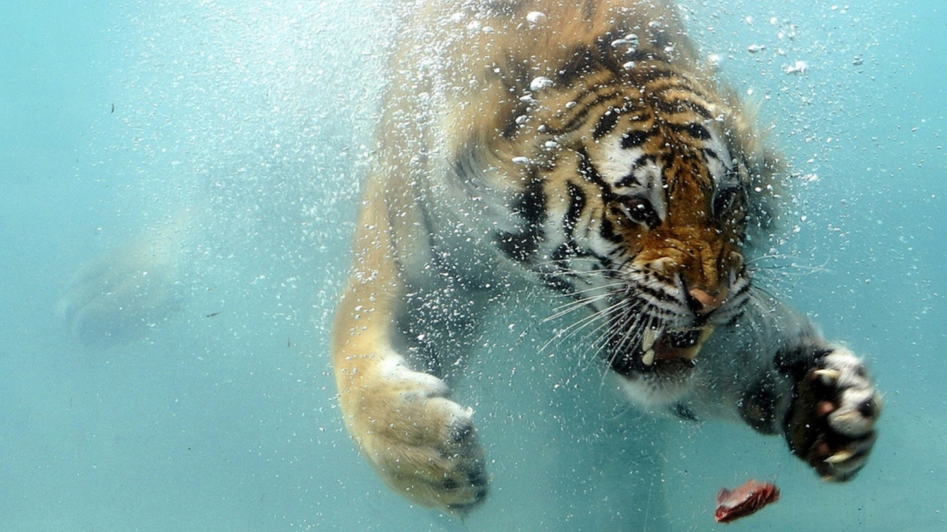 Тигр под водой