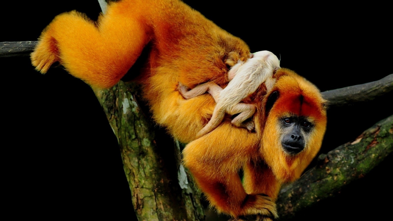 Рыжая обезьяна