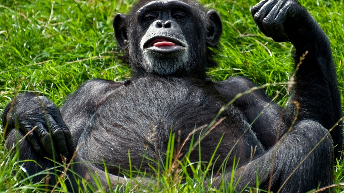 Отдыхающий примат