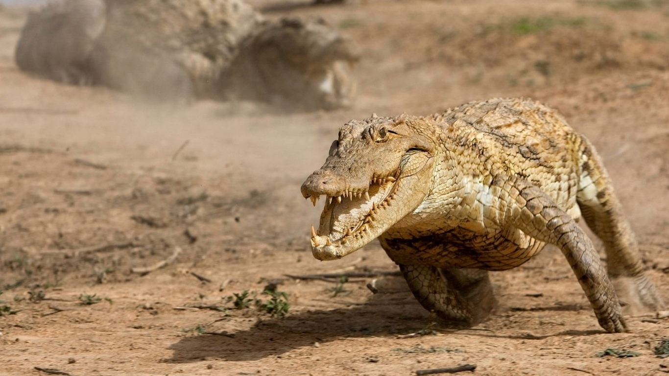 Running alligator
