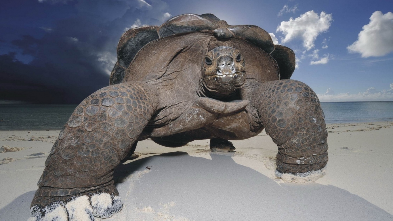 Морская черепаха