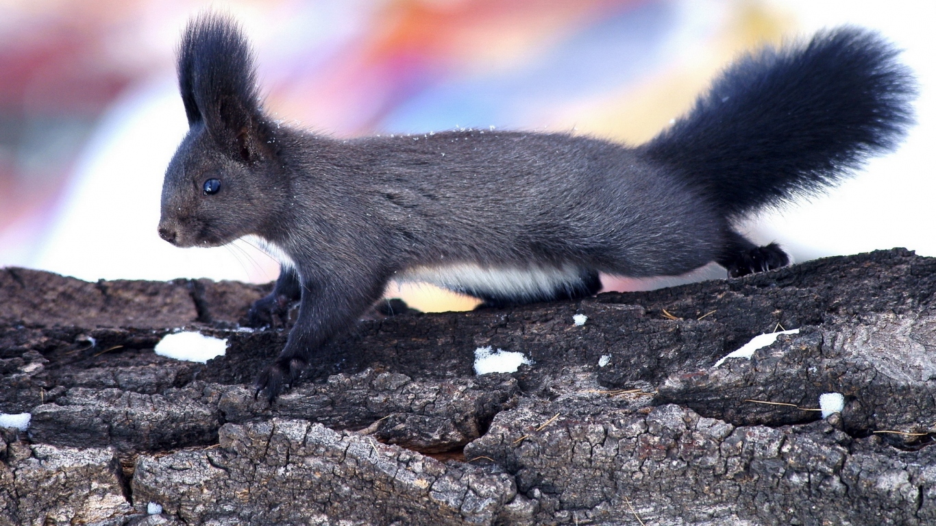 Пушистая белка