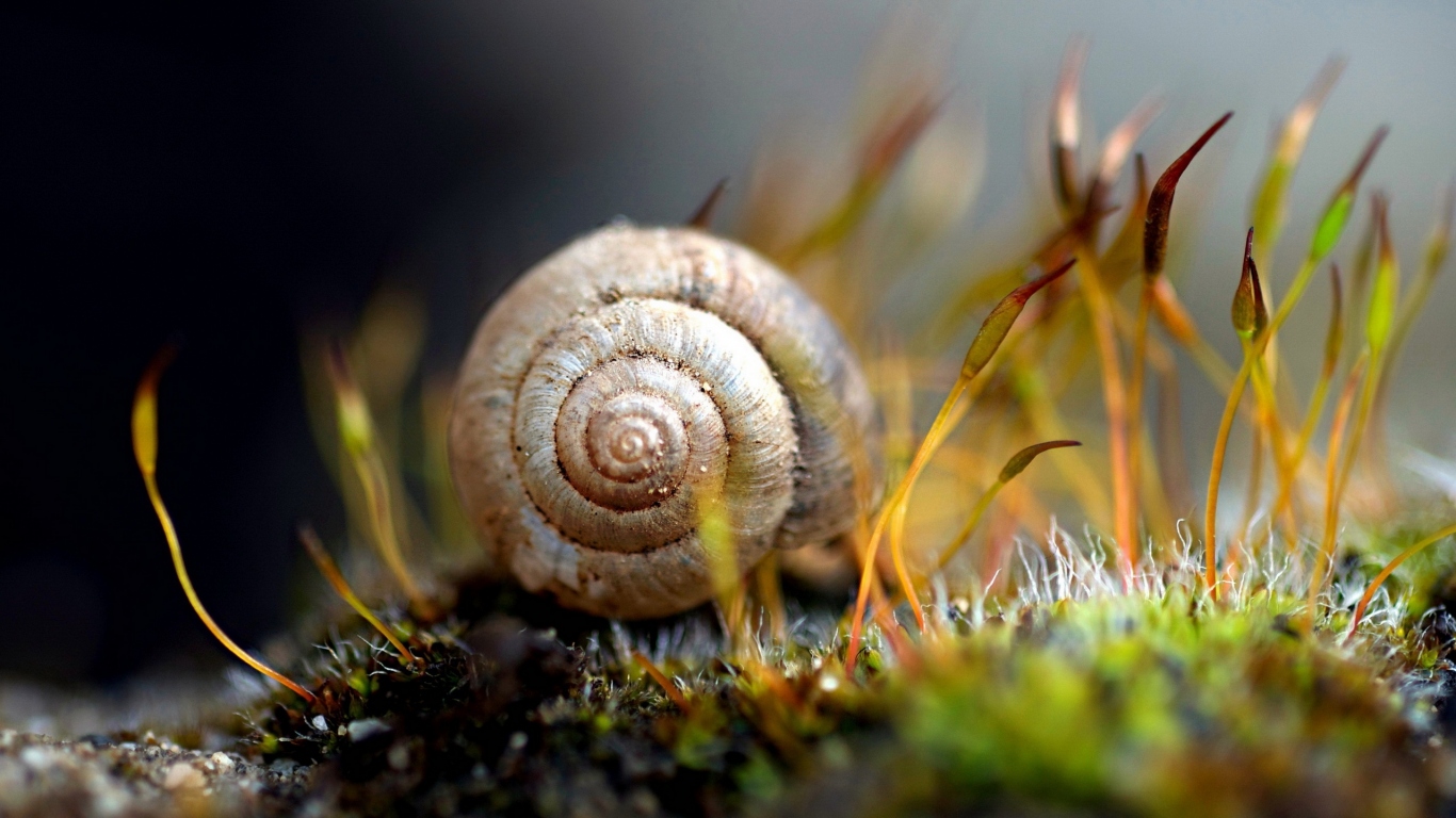 Улитка в траве