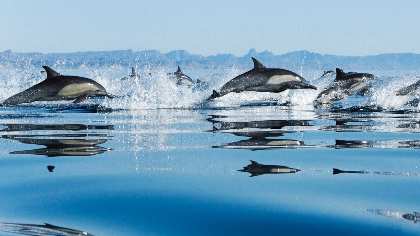 Дельфины