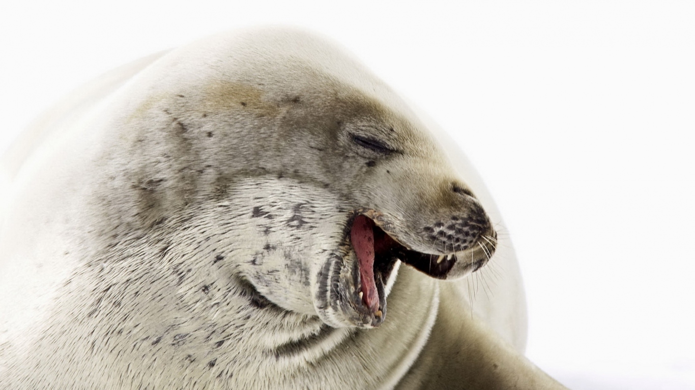 Морской котик