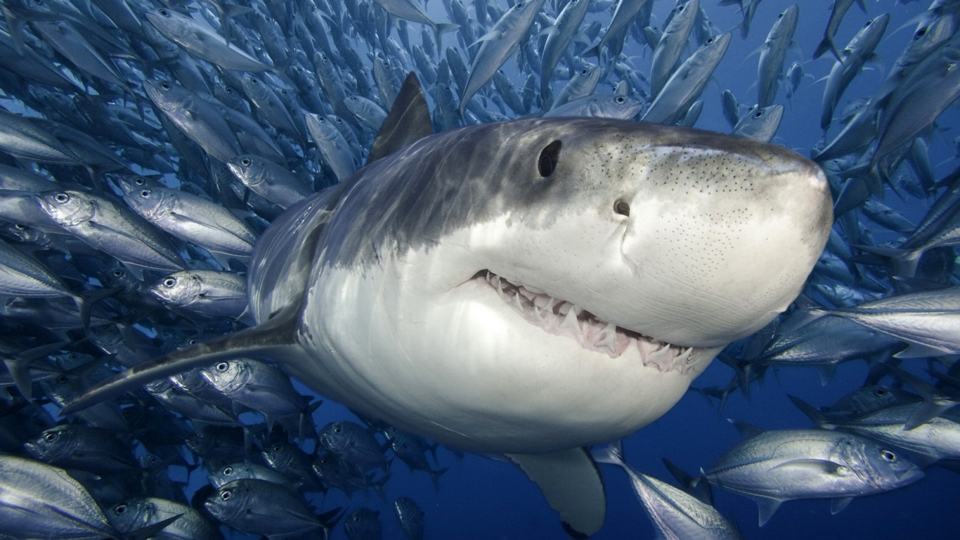 Белая Акула