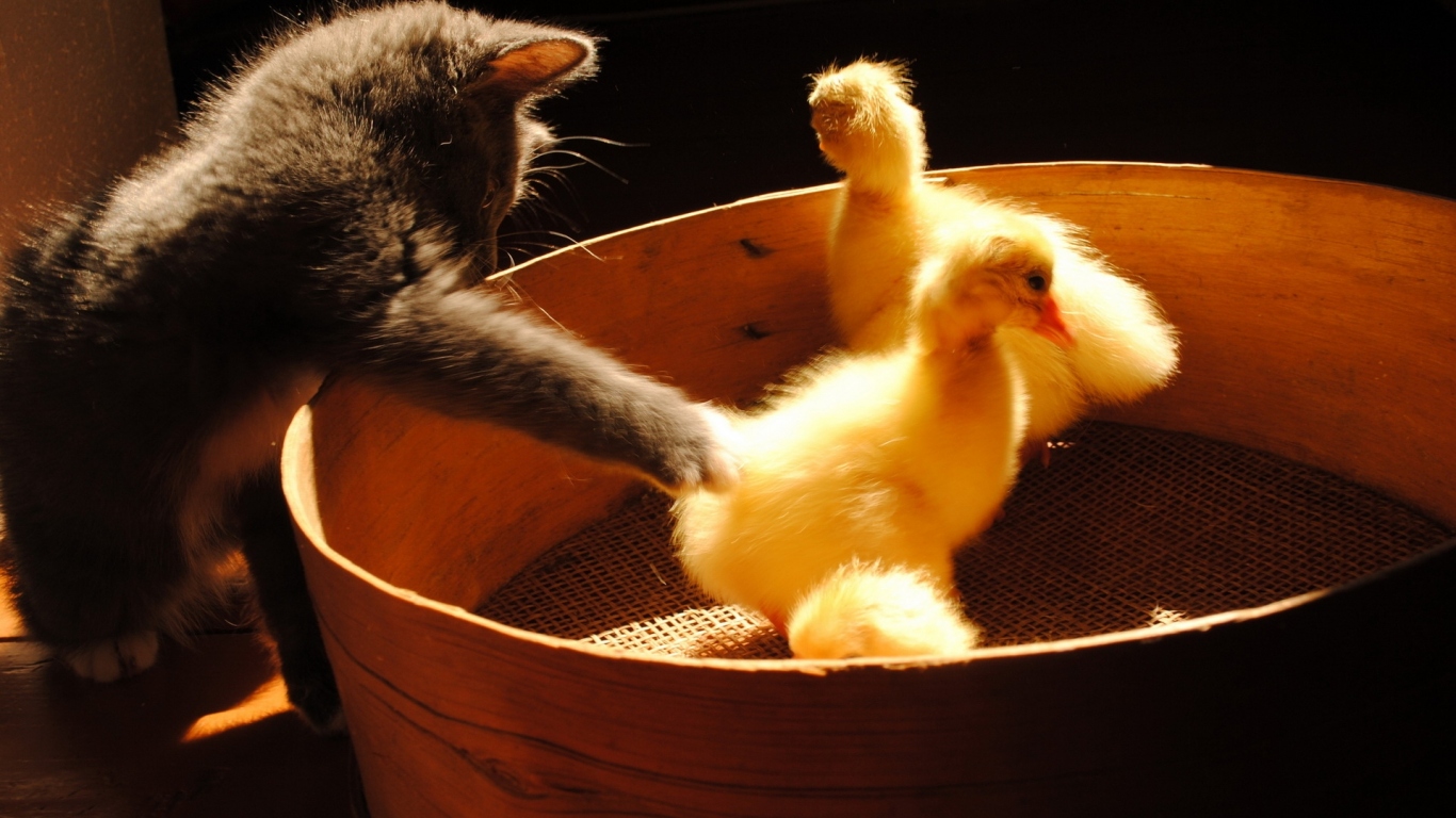 Котенок и утята