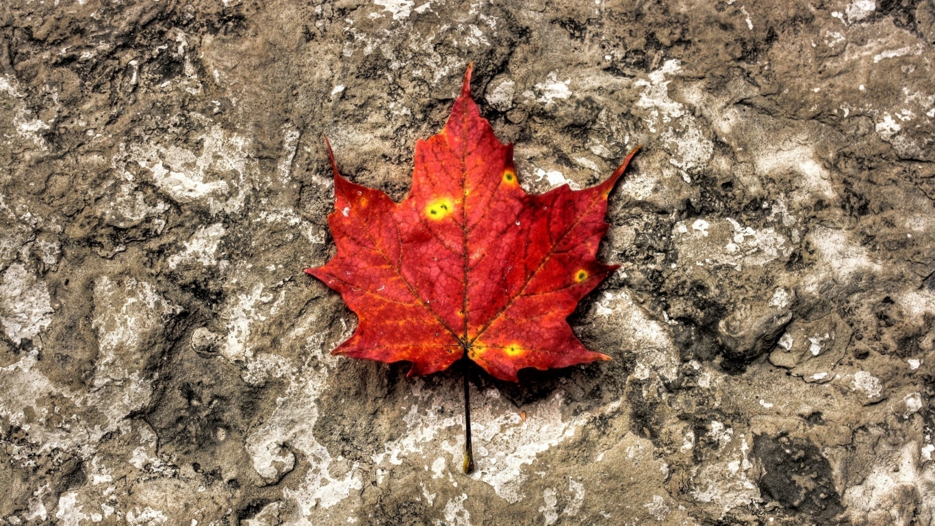 Лист на камне