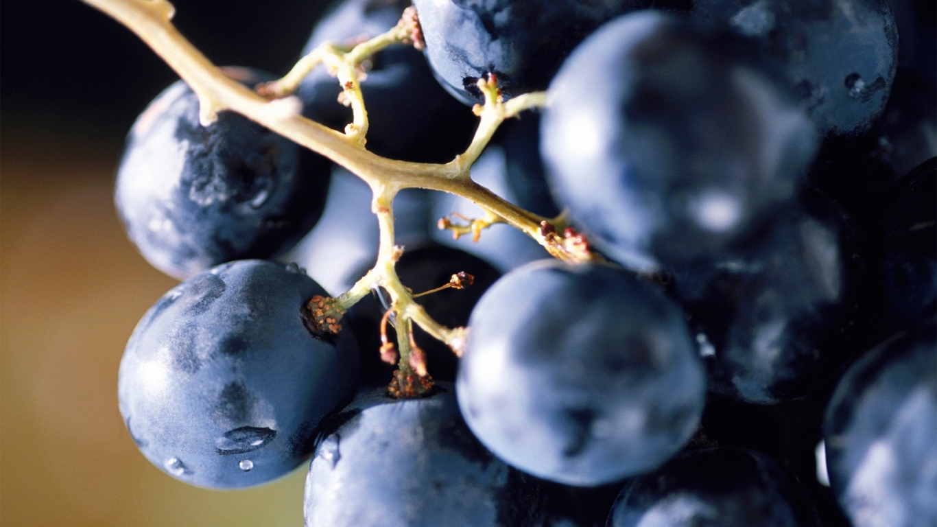 Виноградная лоза