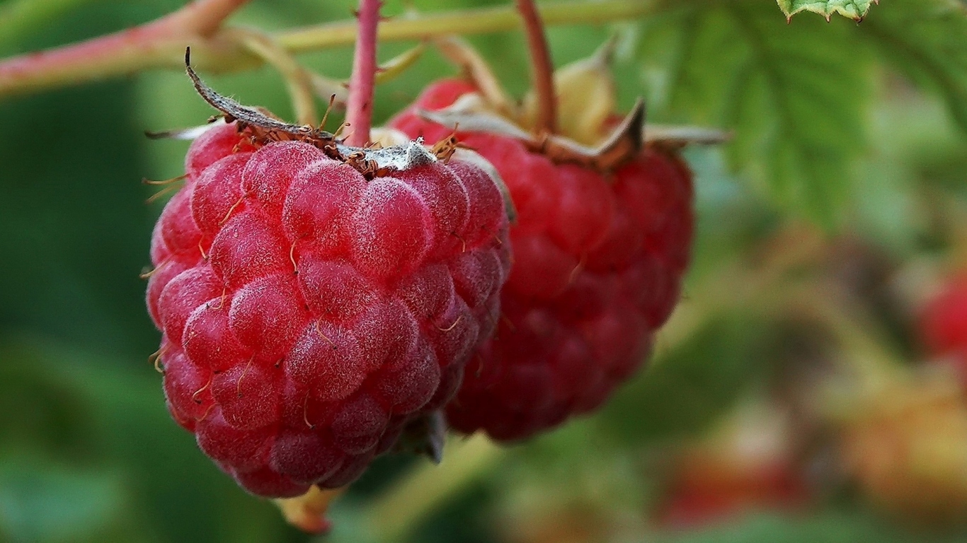 Малина на ветке