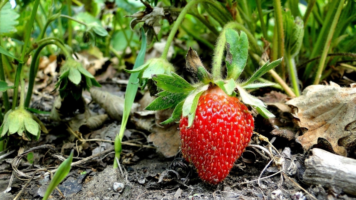 Созревшая клубника