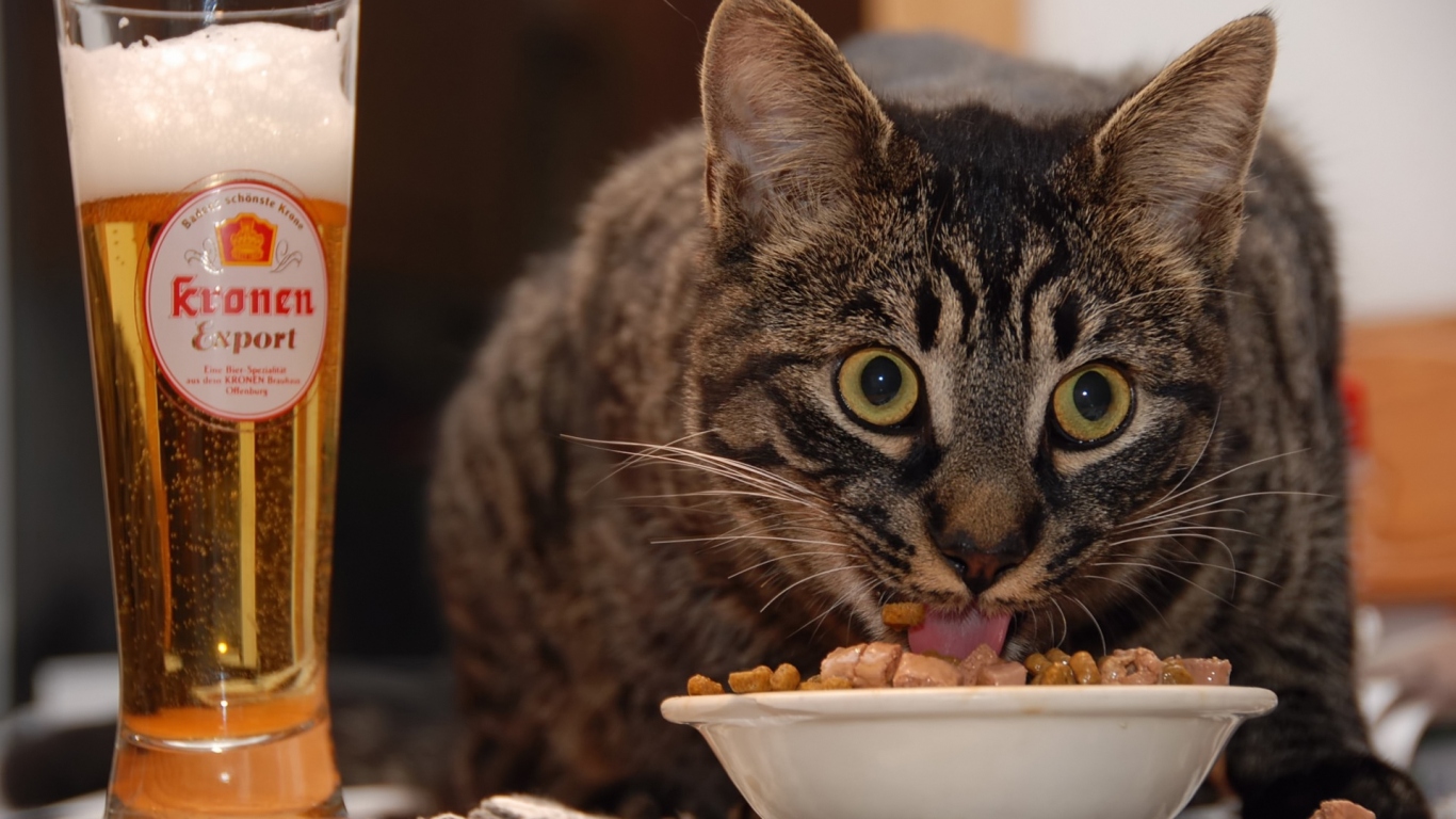 Кот и пиво