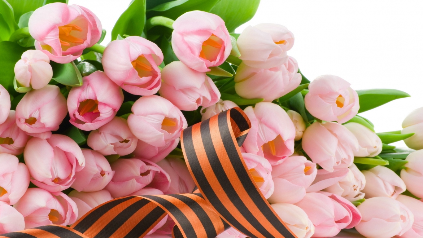 Лента и тюльпаны