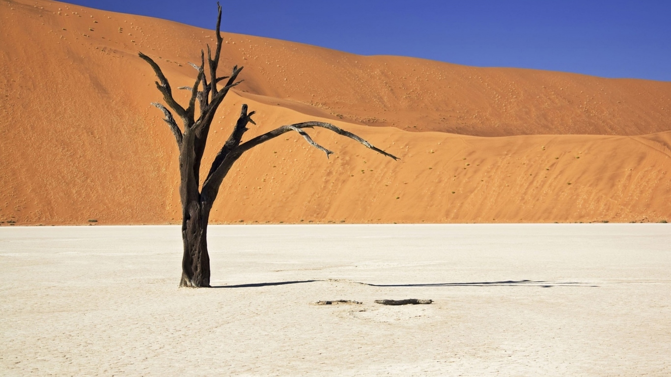 Засохшее дерево