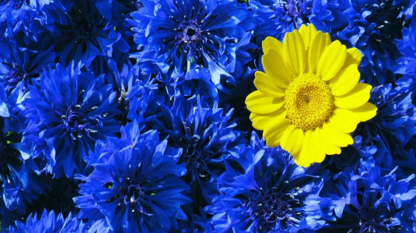 Среди васильков