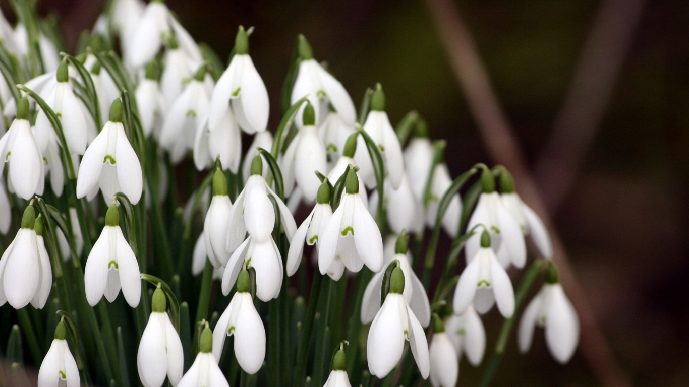 Красивые подснежники