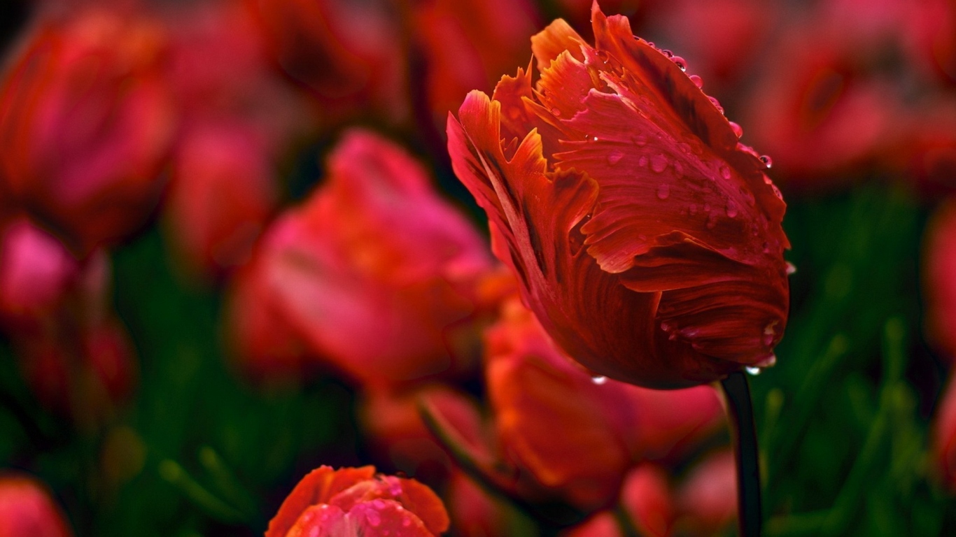 Красивые тюльпаны