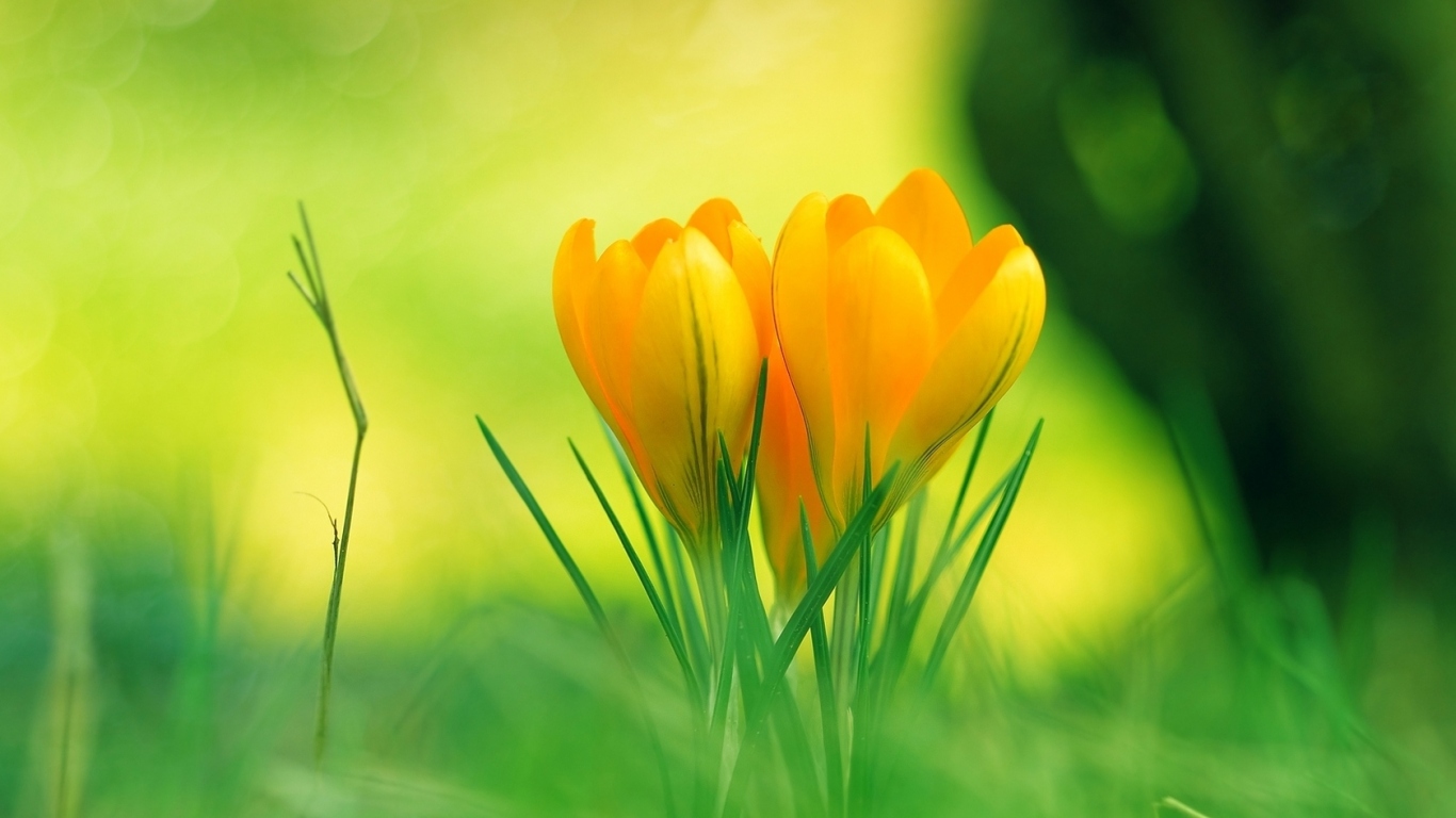 Красивые желтые цветы