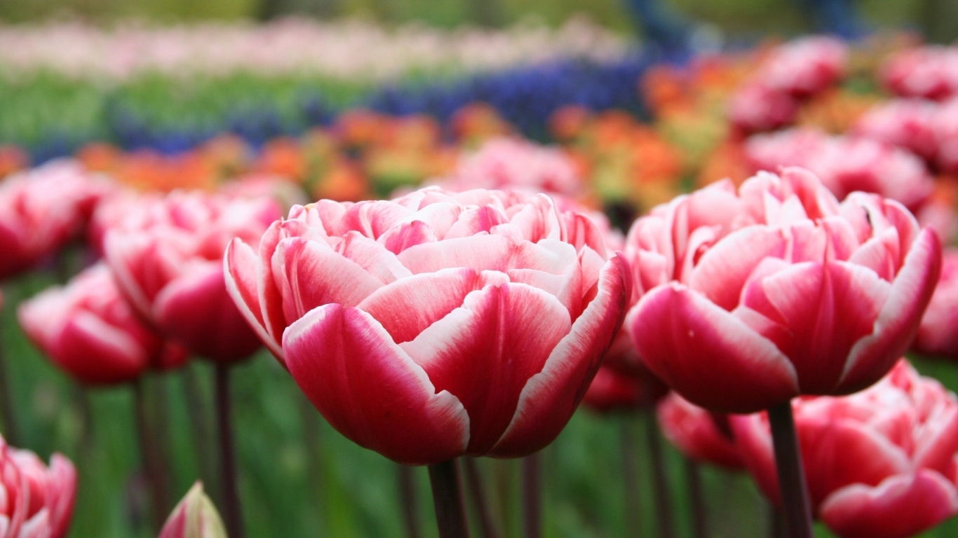 Распустившиеся тюльпаны