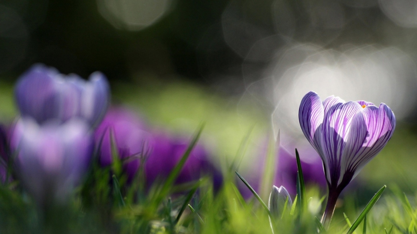 Распустившийся крокус