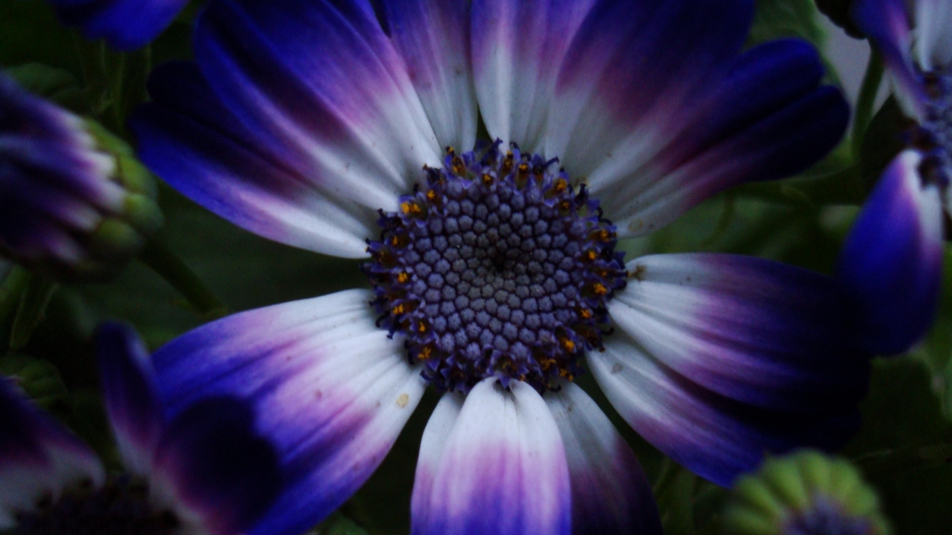 Синий цветок