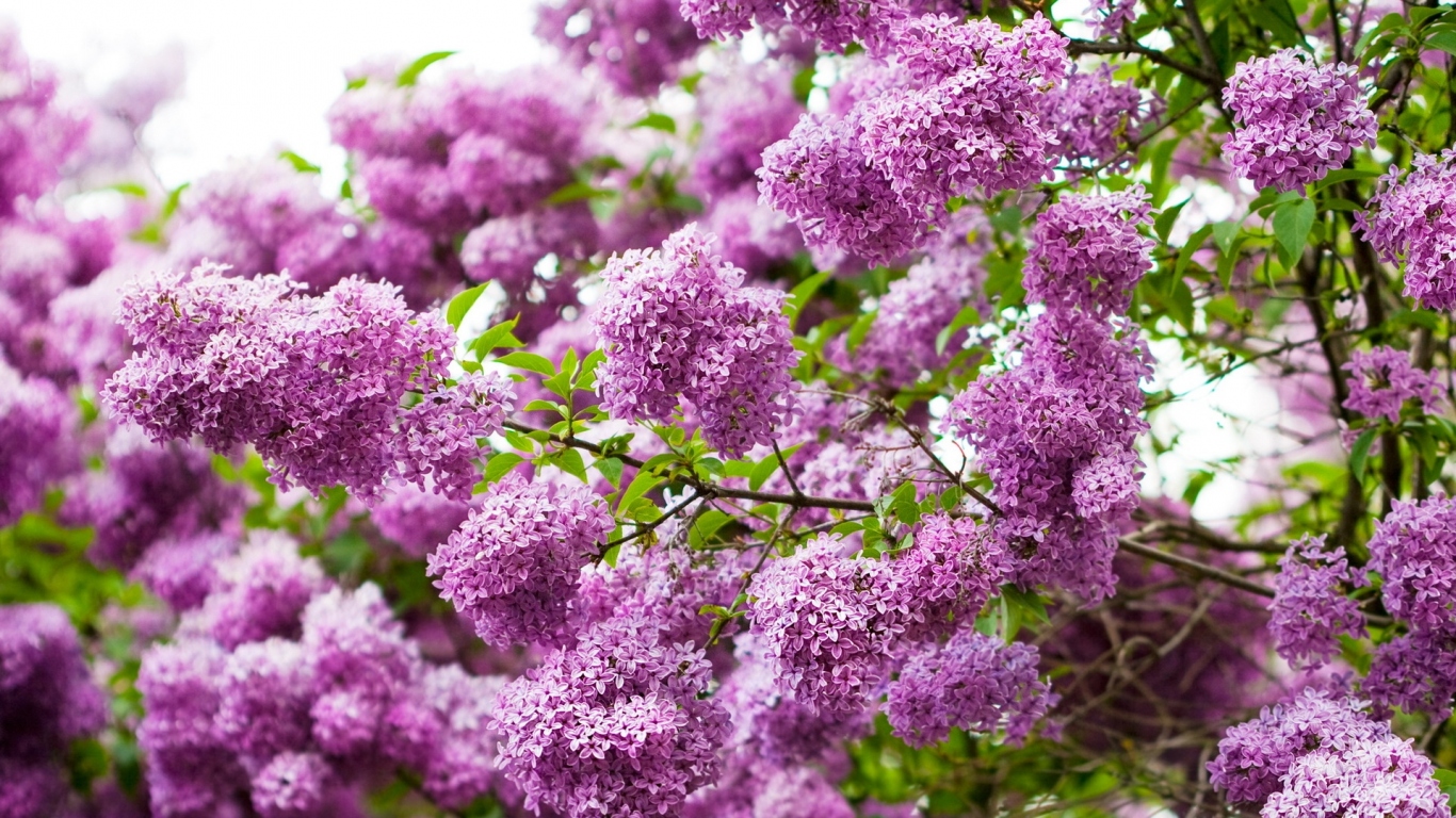 Ветки сирени