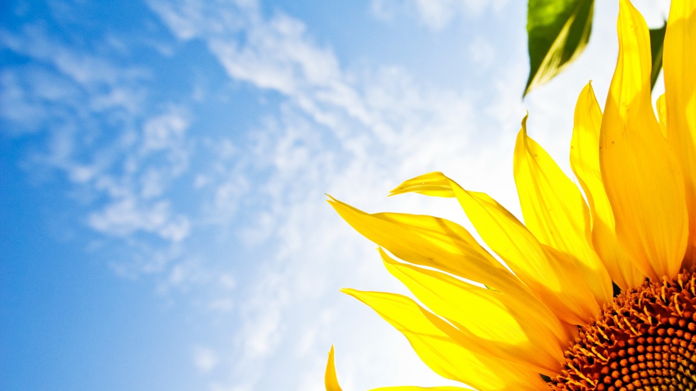 яркий Подсолнух