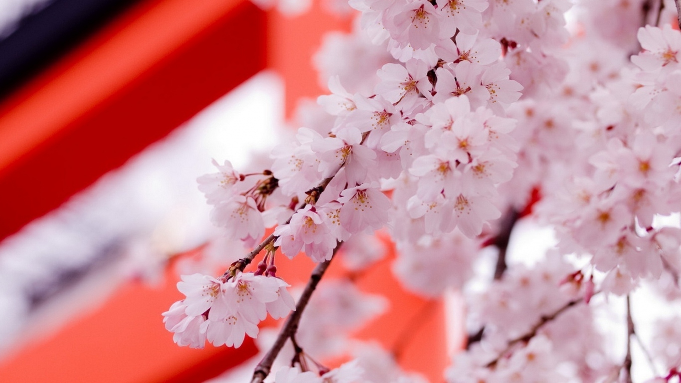 Цвет саккуры