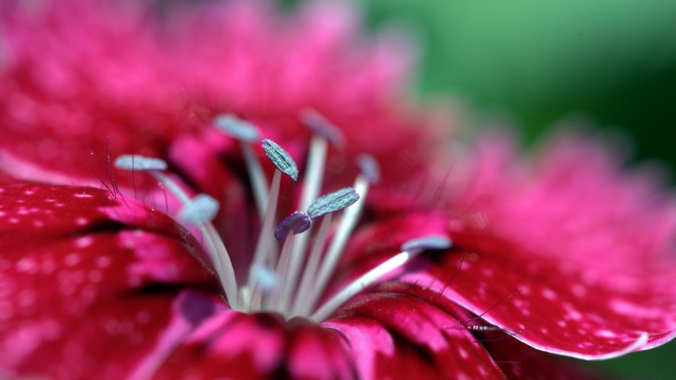 Малиновый цветок