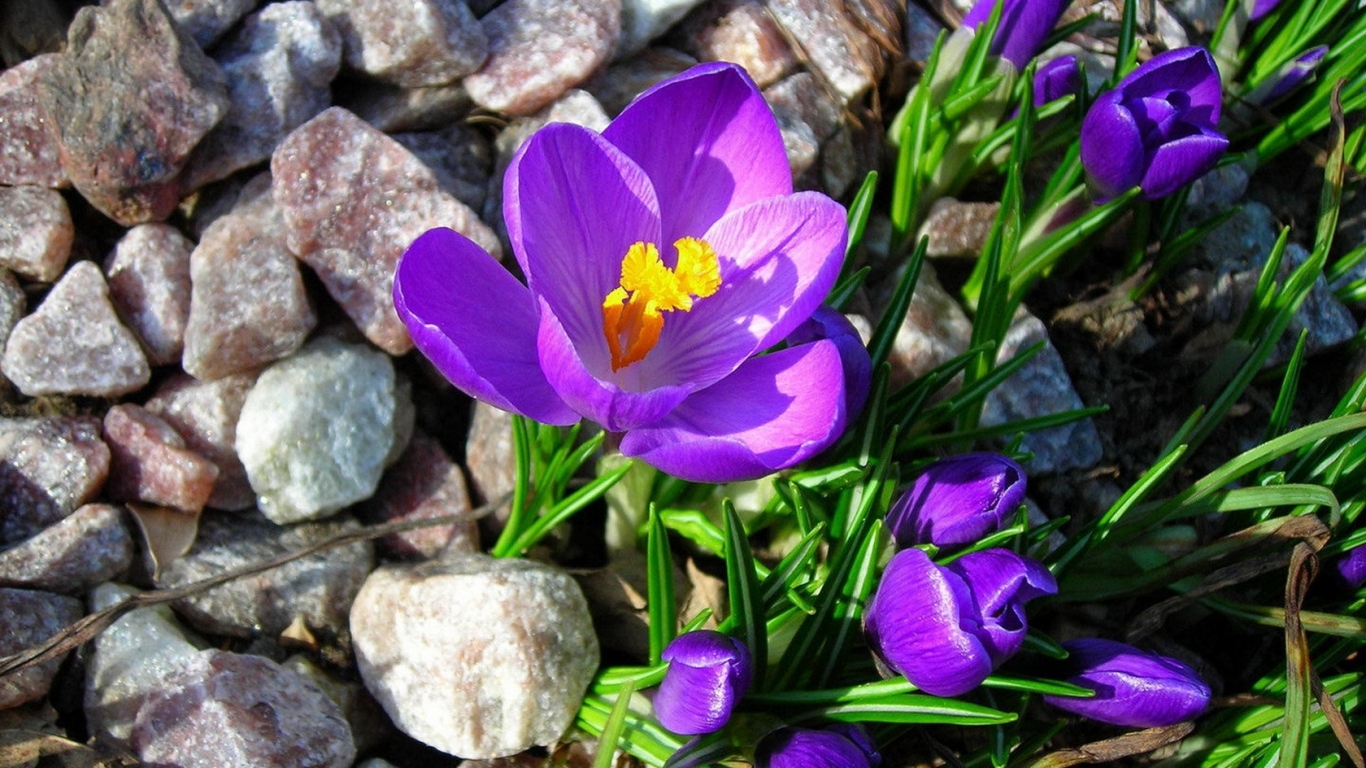 Крокусы на камнях