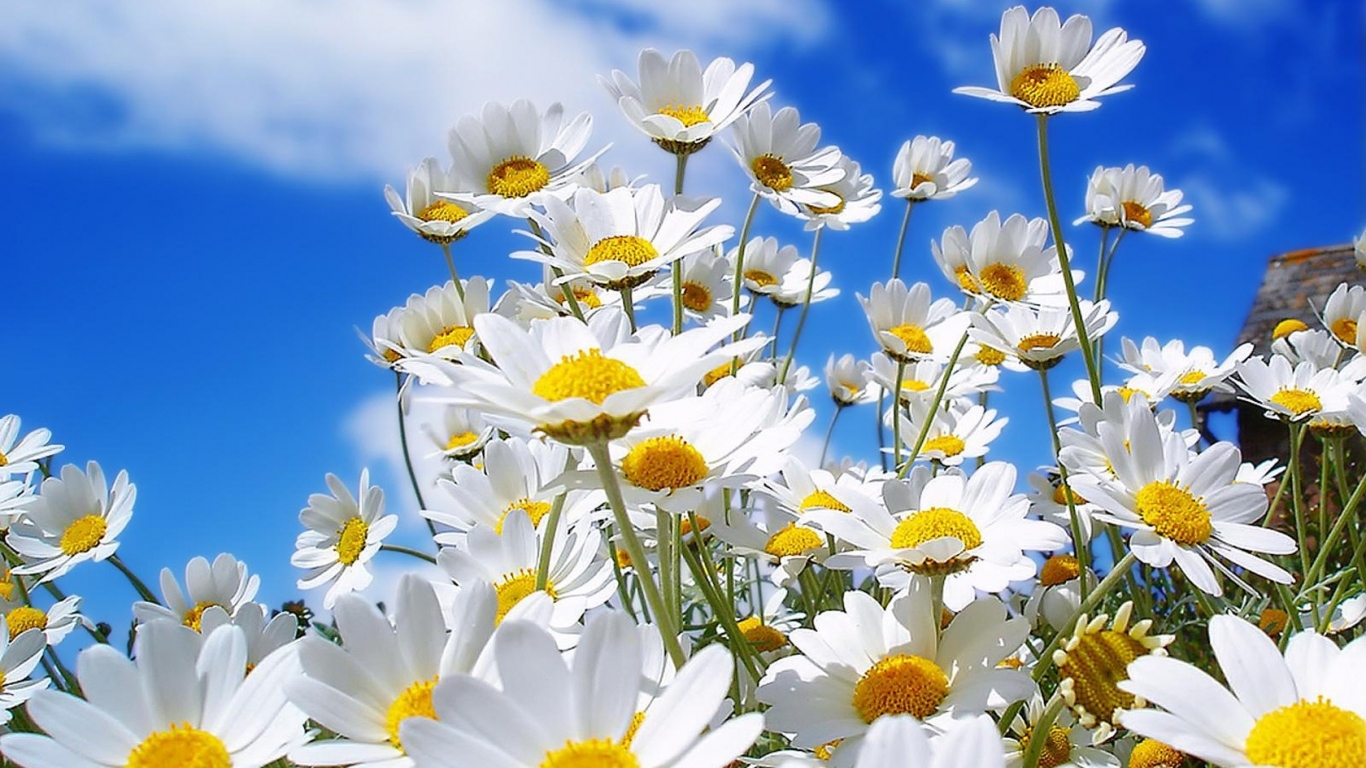 Семейка ромашек