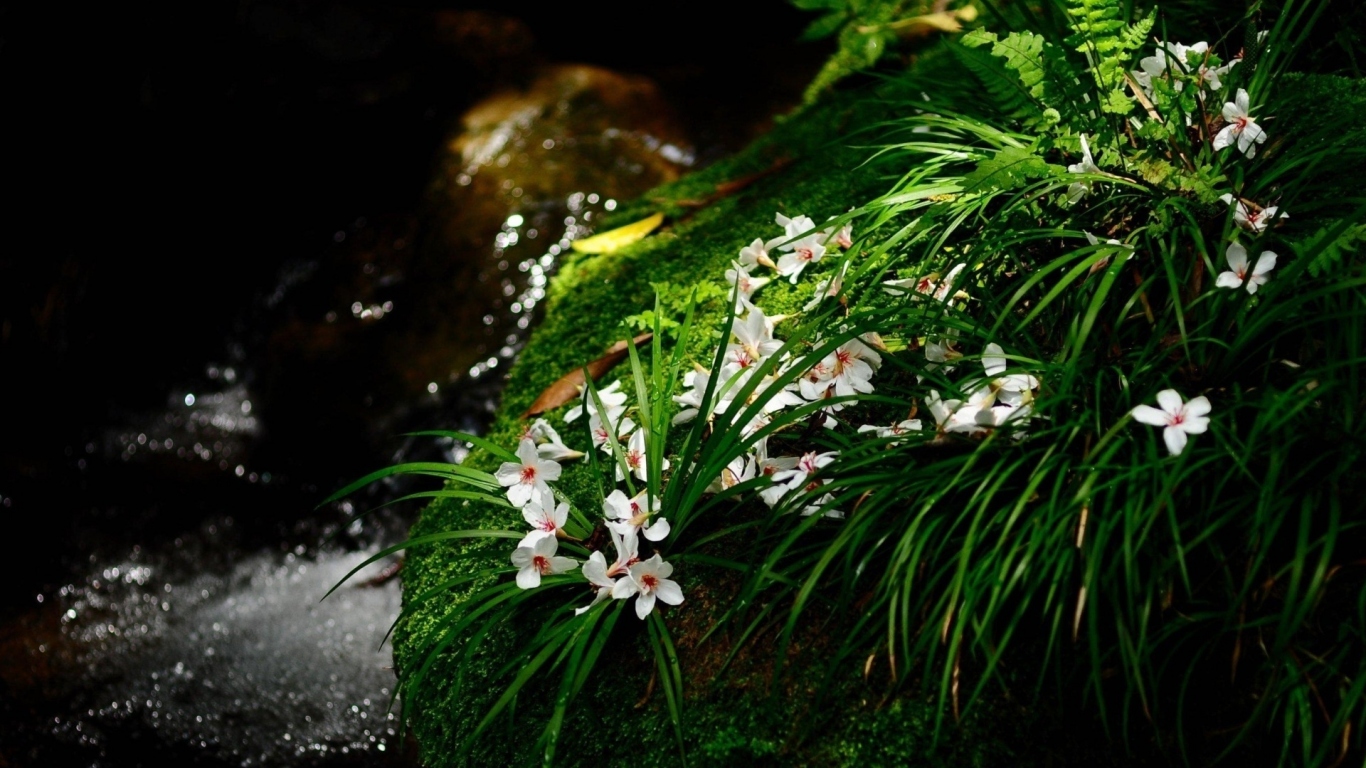 Цветочки у ручья