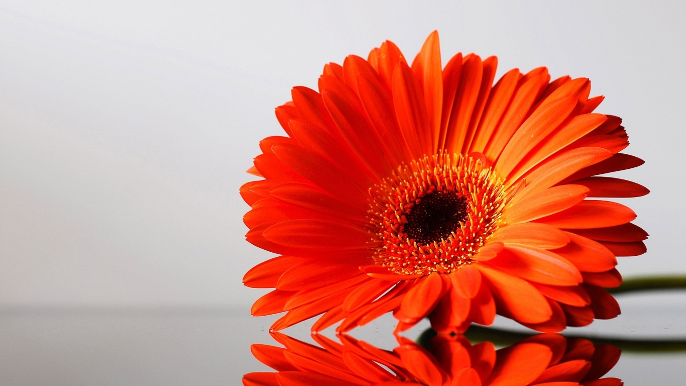 цветок Гербера