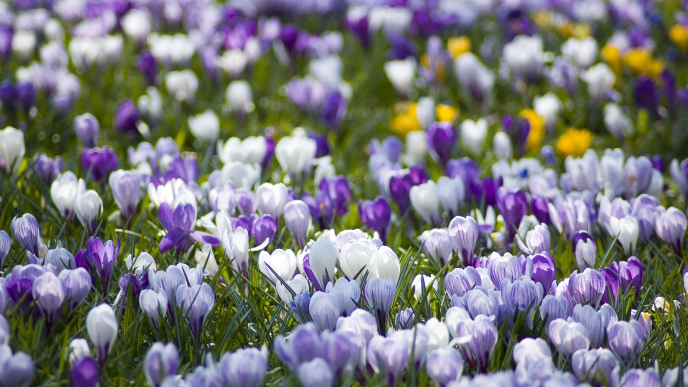 Поляна крокусов