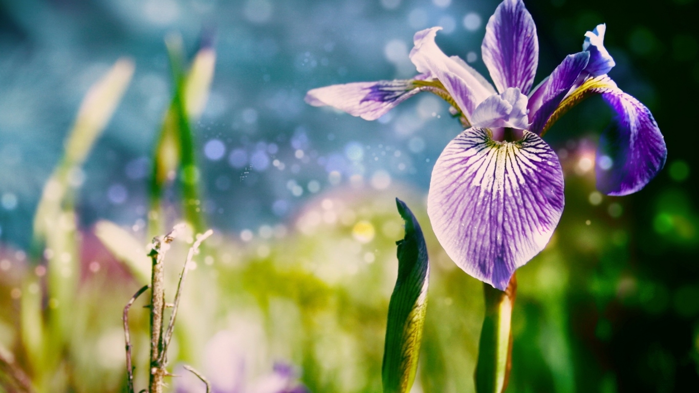 Ирисы
