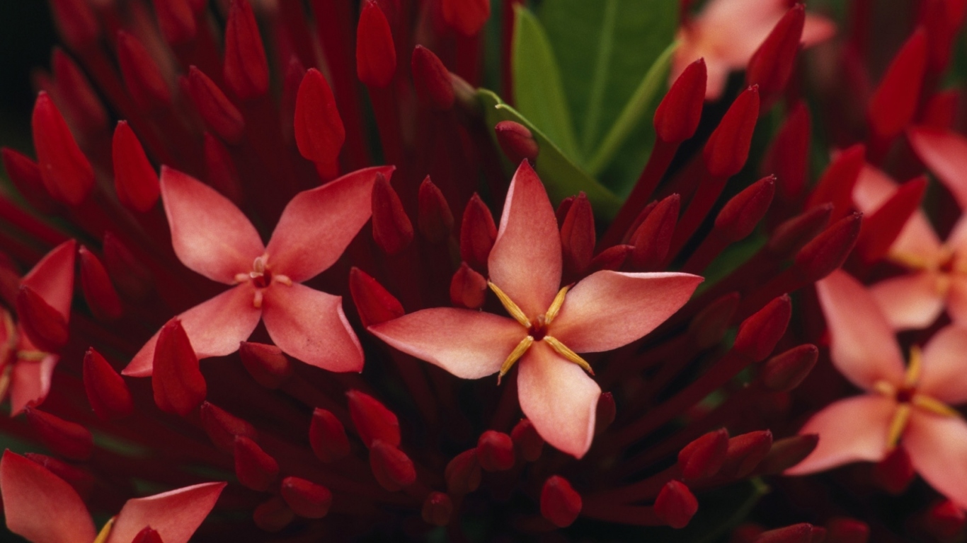 Живые цветы обои