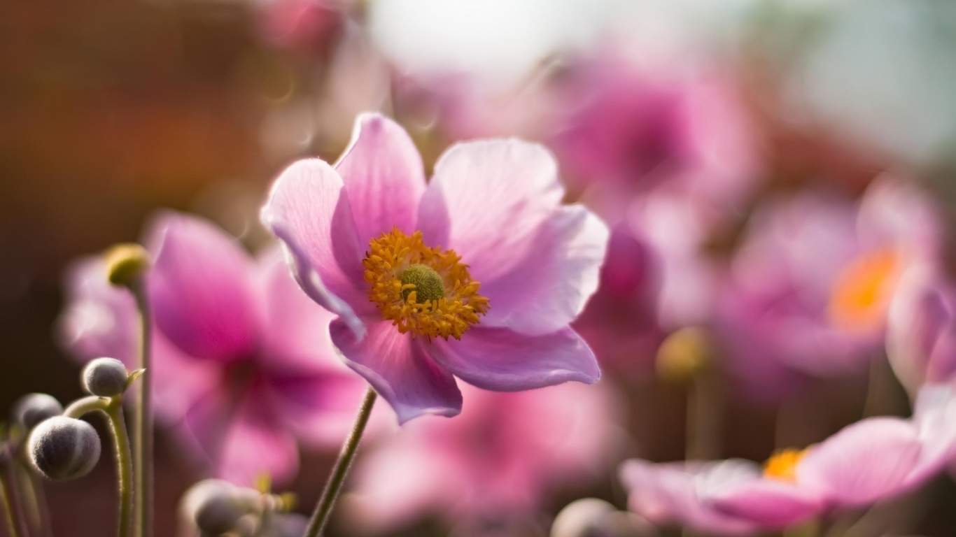 Розовые цветочки