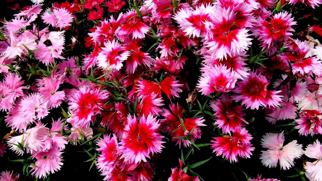 Колючие цветочки