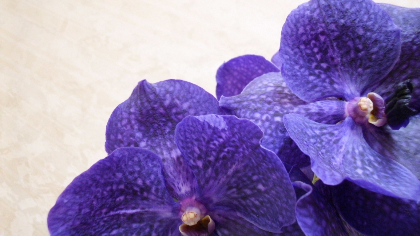 Сиреневая ванда