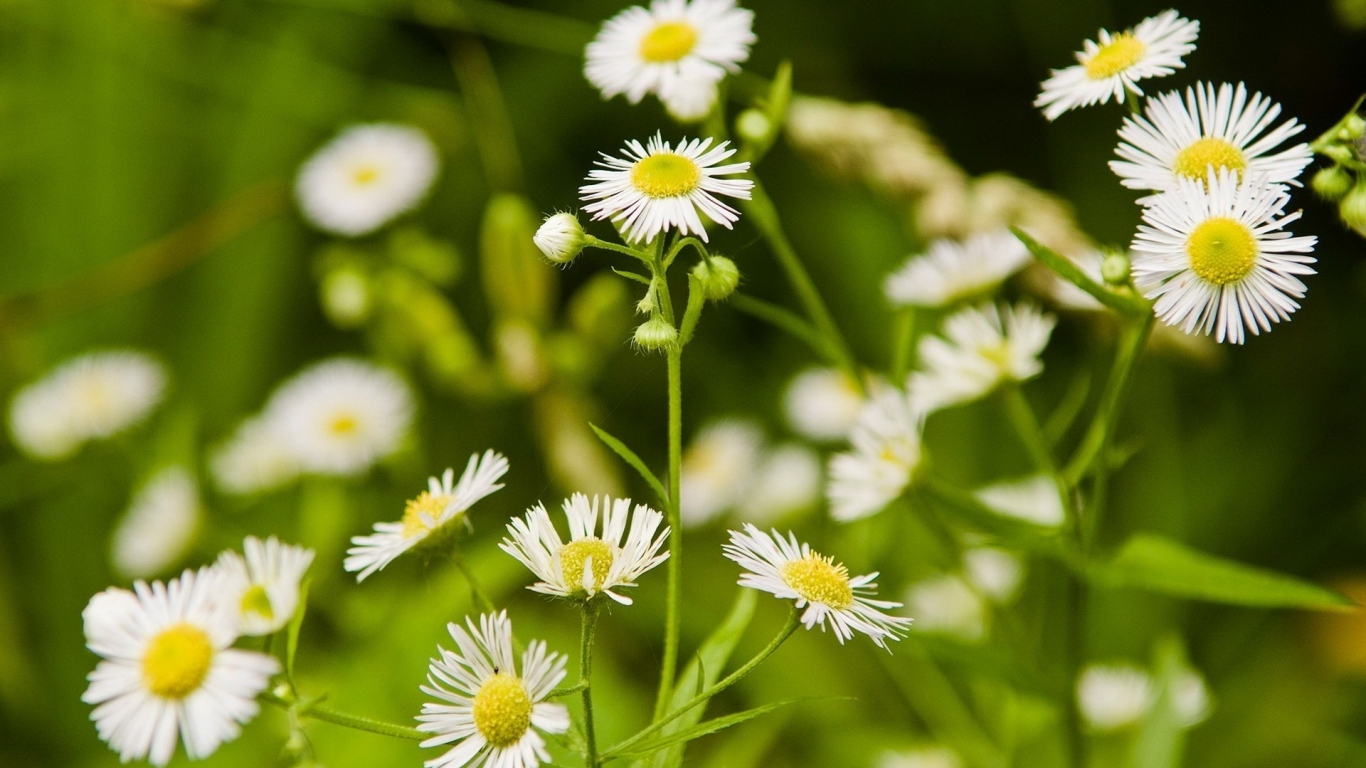 Мелкие ромашки