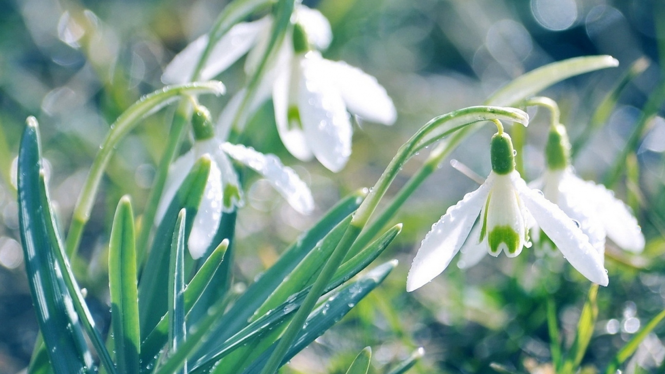 Подснежники