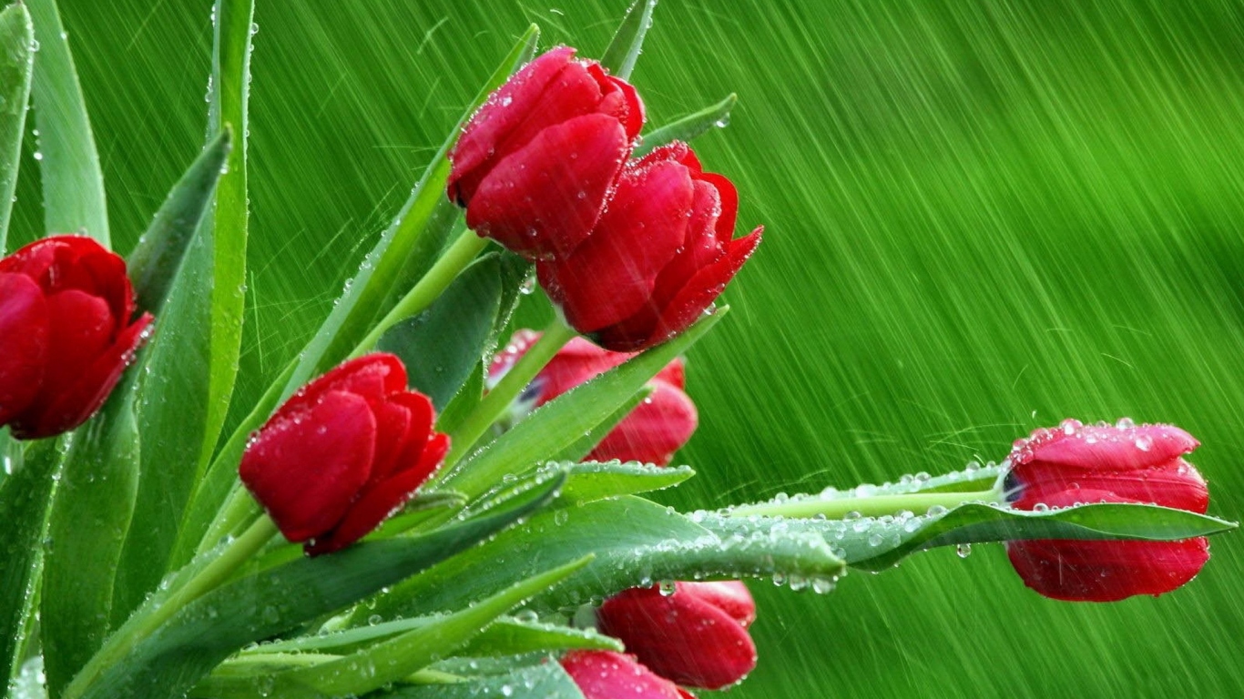 Тюльпаны под дождем