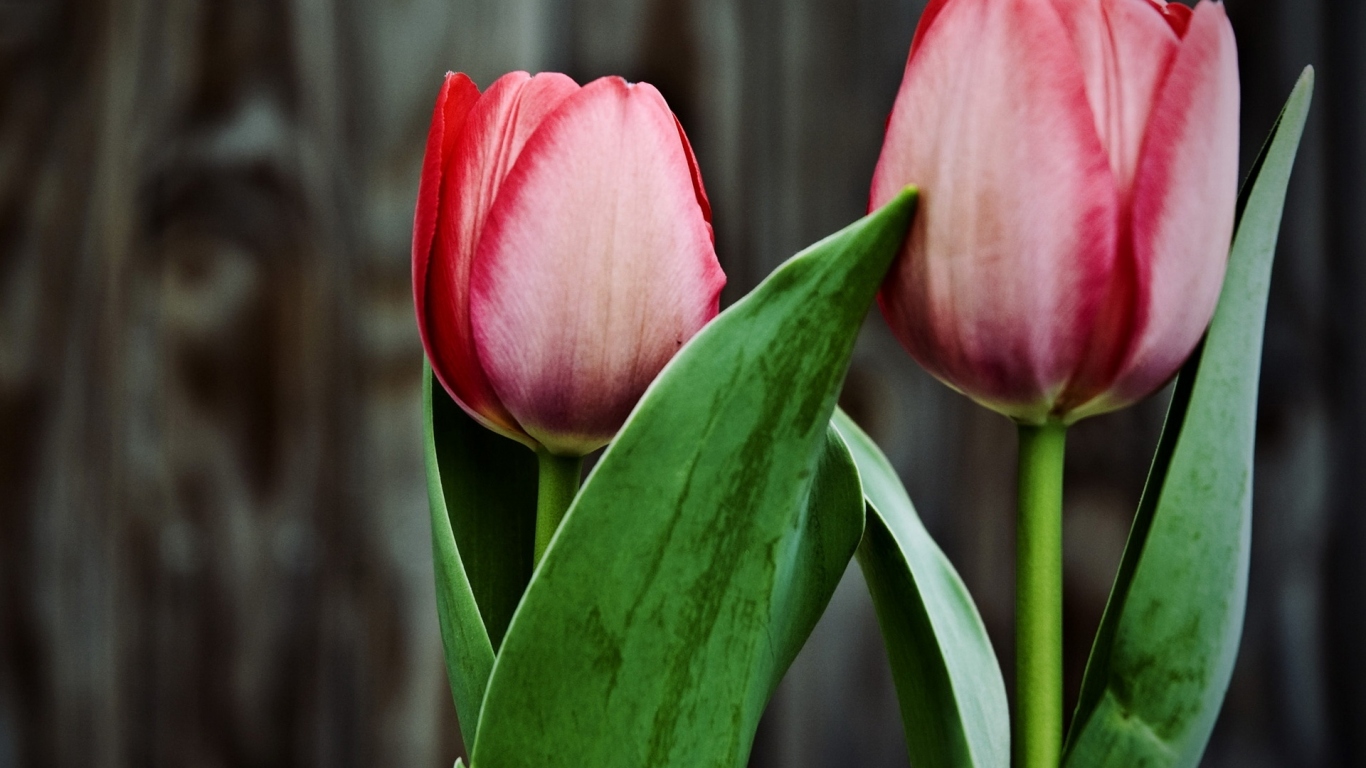 Два тюльпана